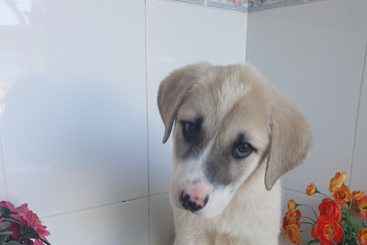 Sita