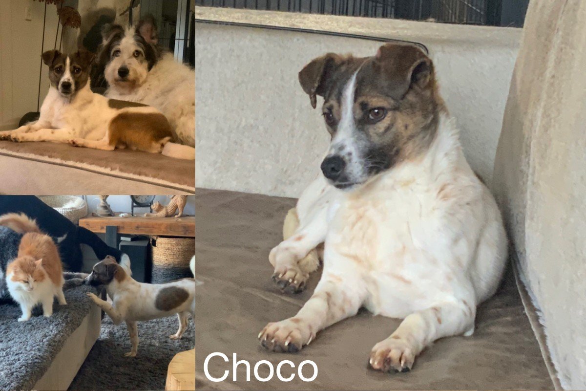 Choco