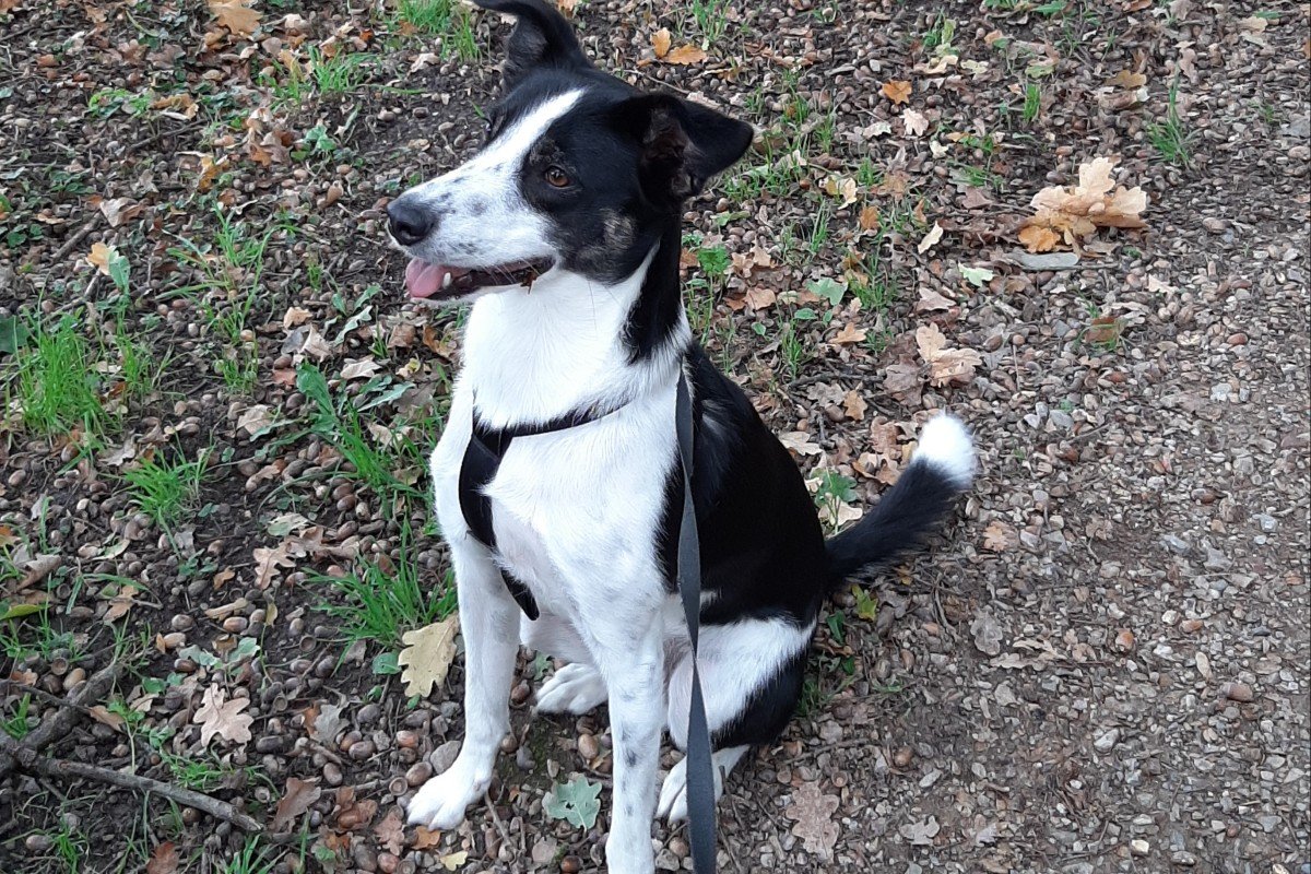 Paco