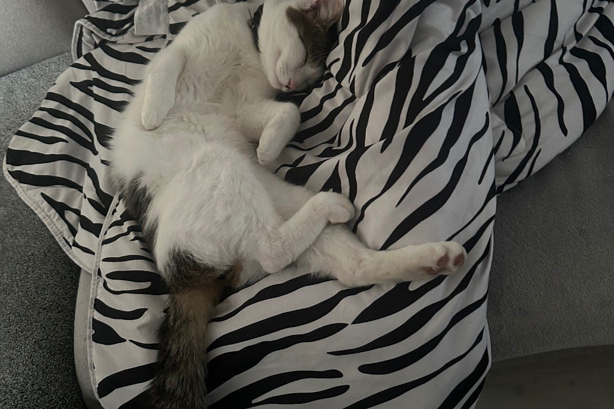Aslan