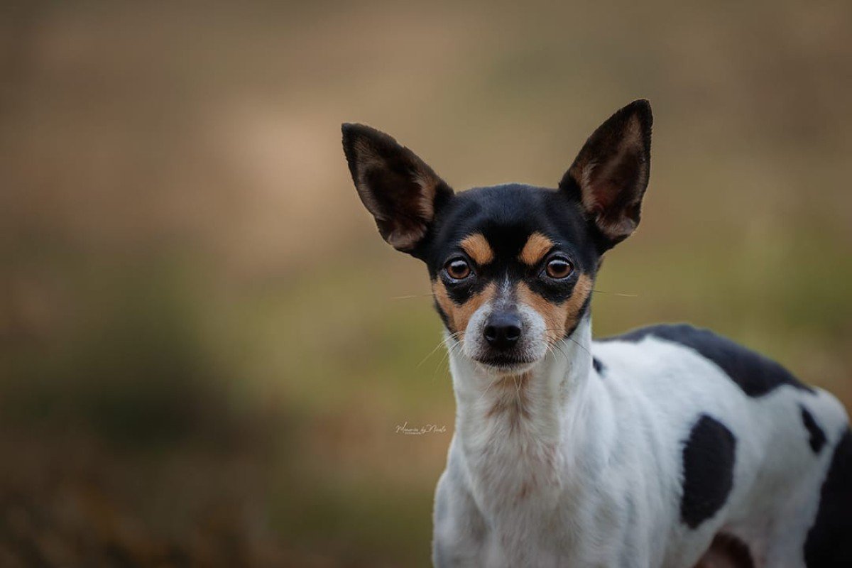 Sina