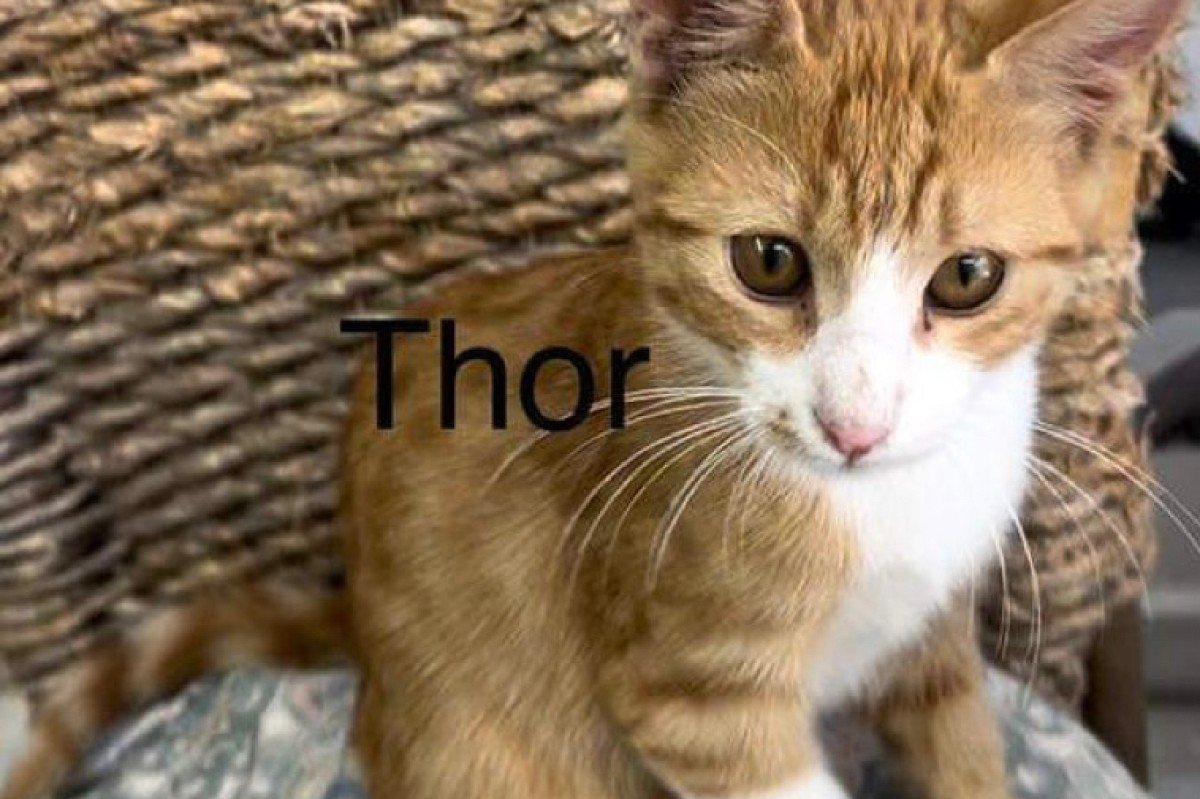 Thor