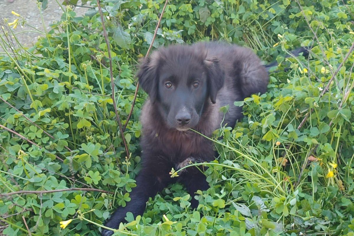 Mollie