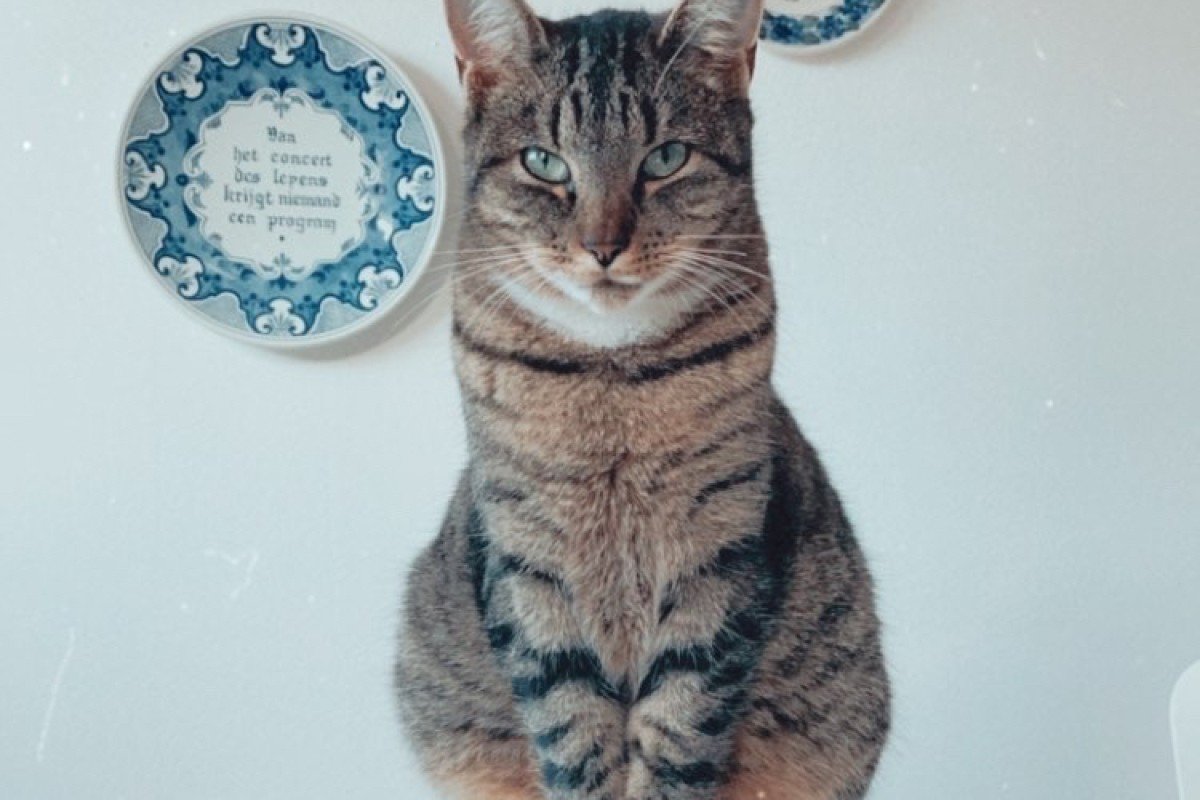 Miko