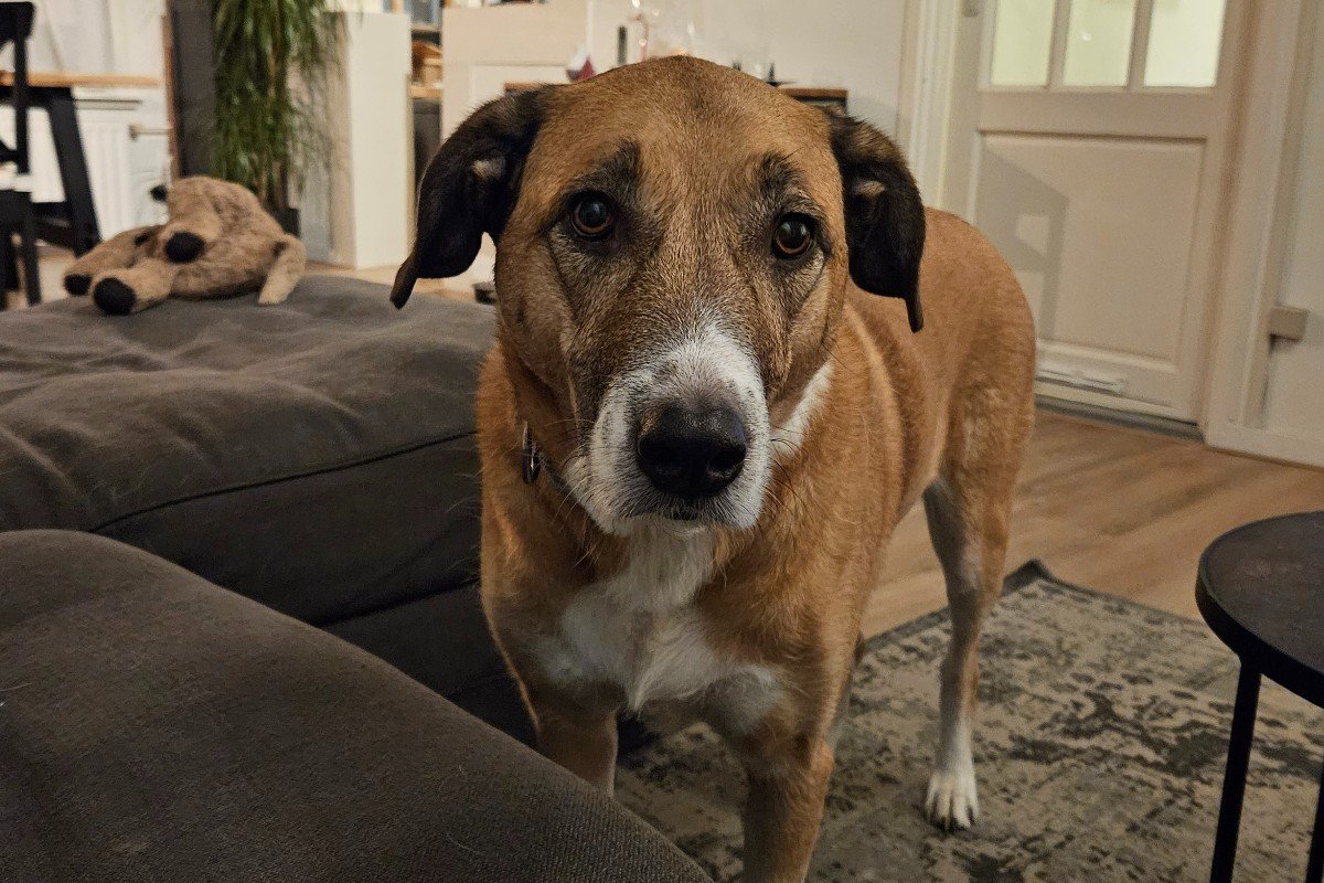 Pip