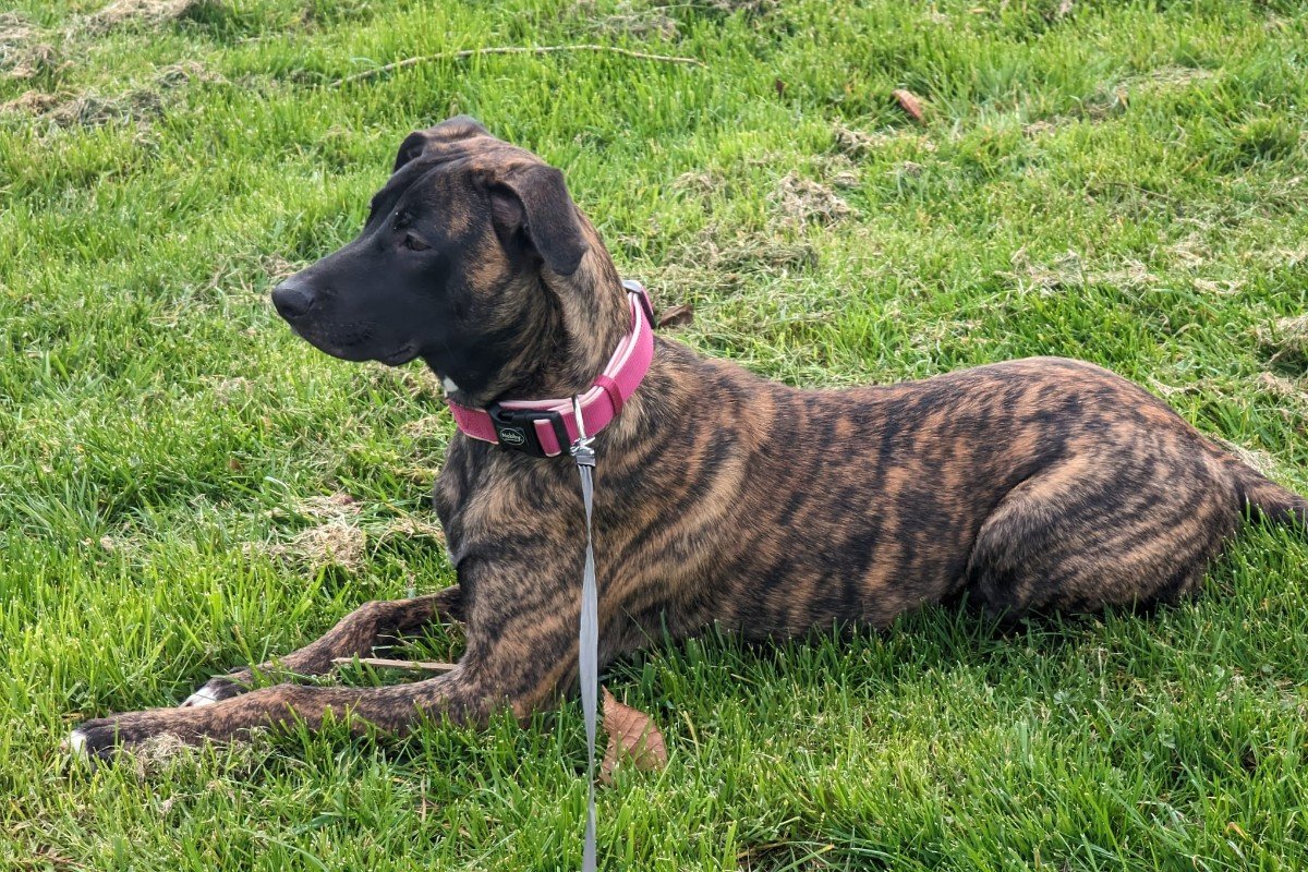 Akela