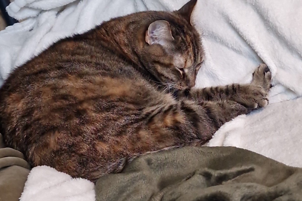 Kitty