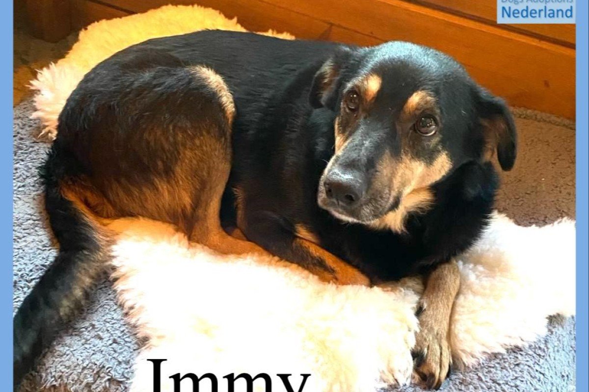 Immy