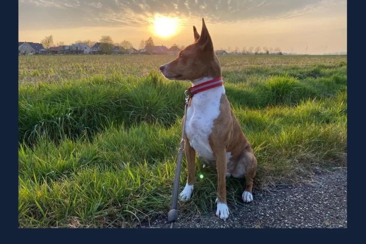 Chico