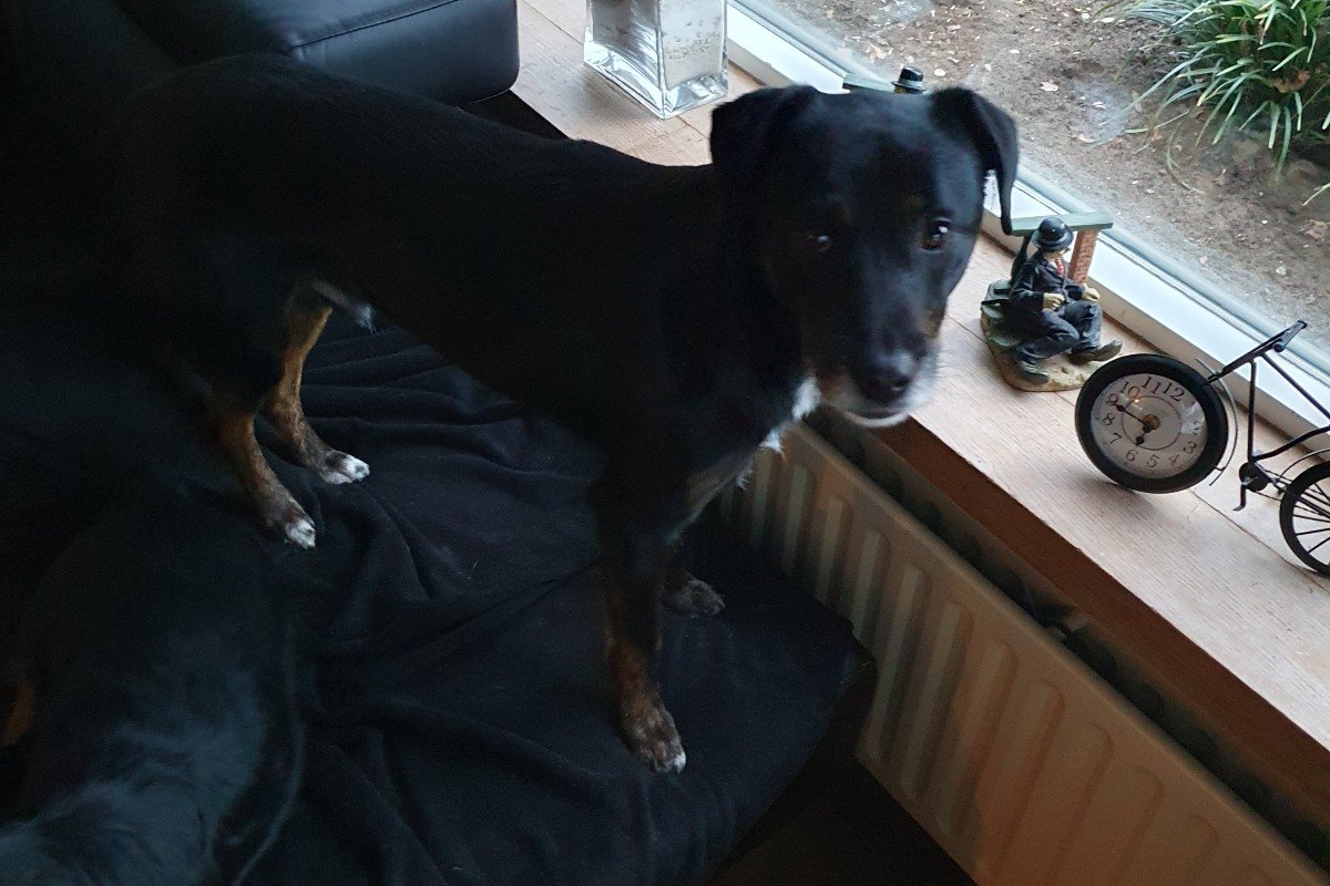 Baco