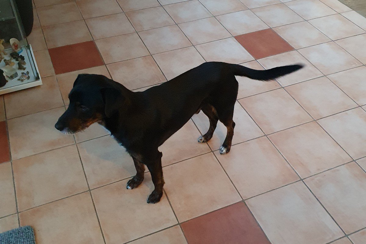 Baco