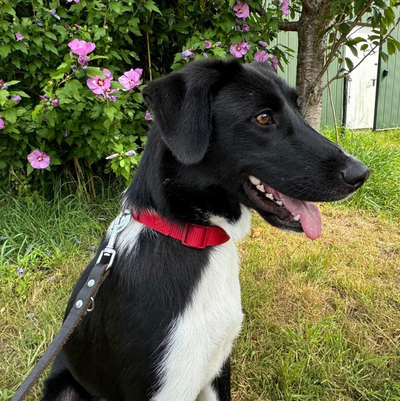 Dora