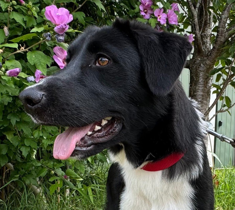 Dora