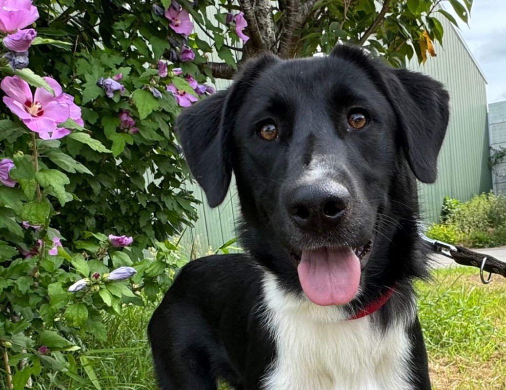 Dora