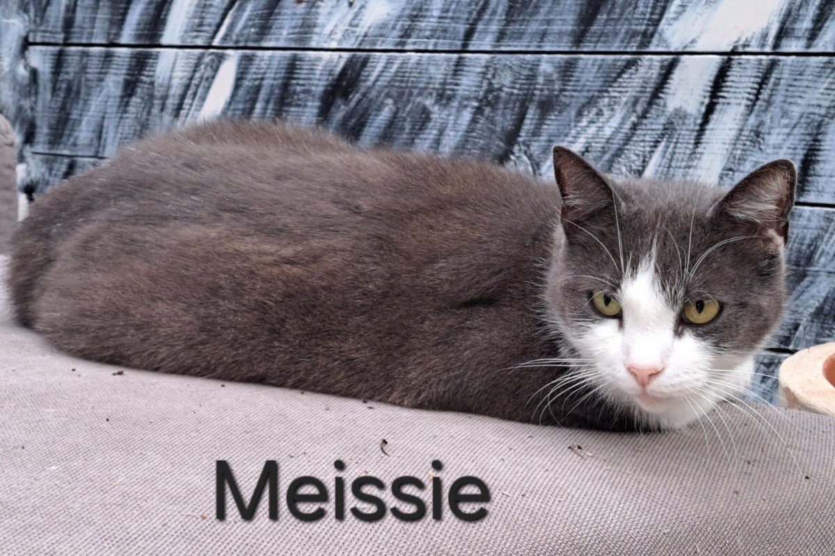 Meisie (Poes)