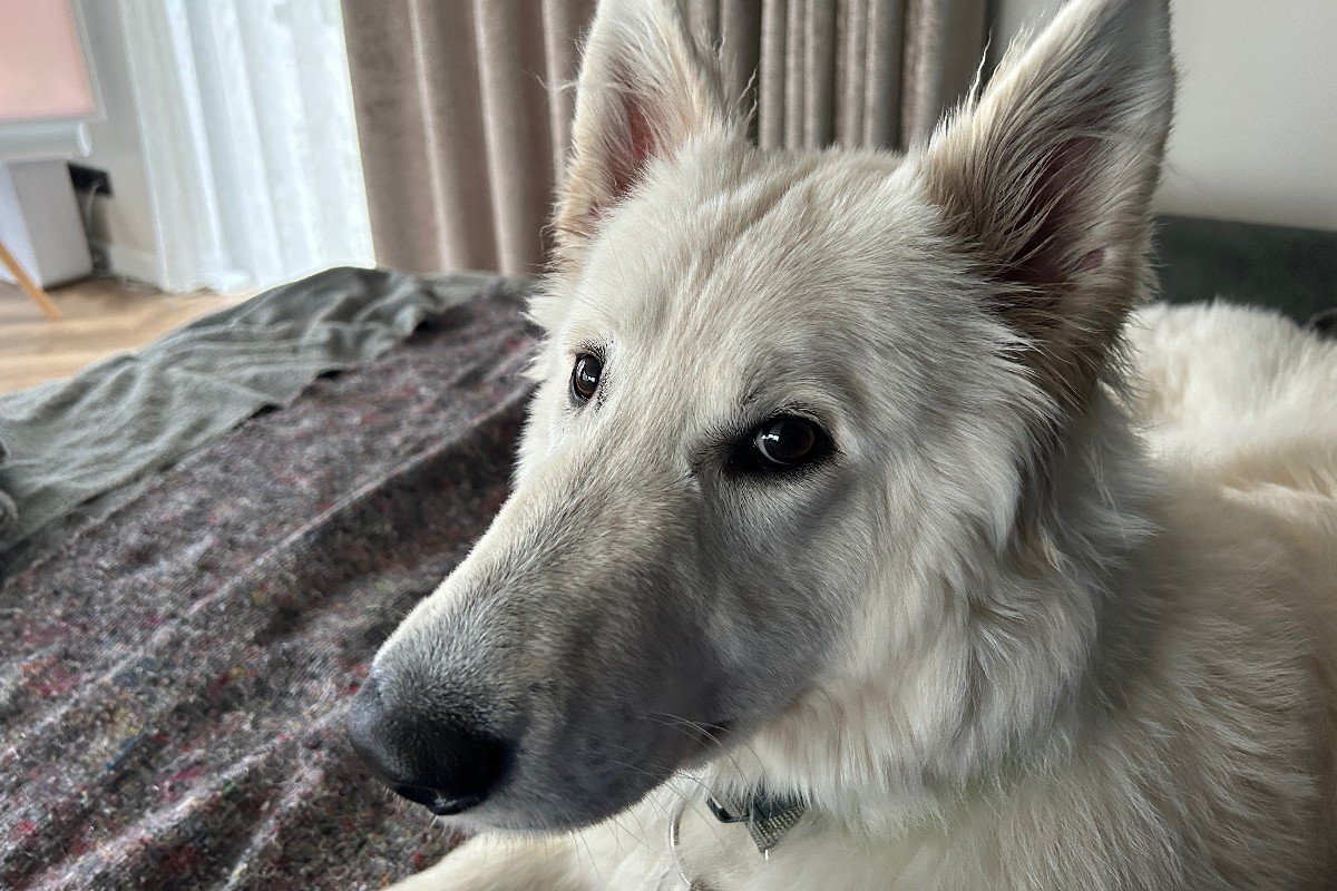 Stella