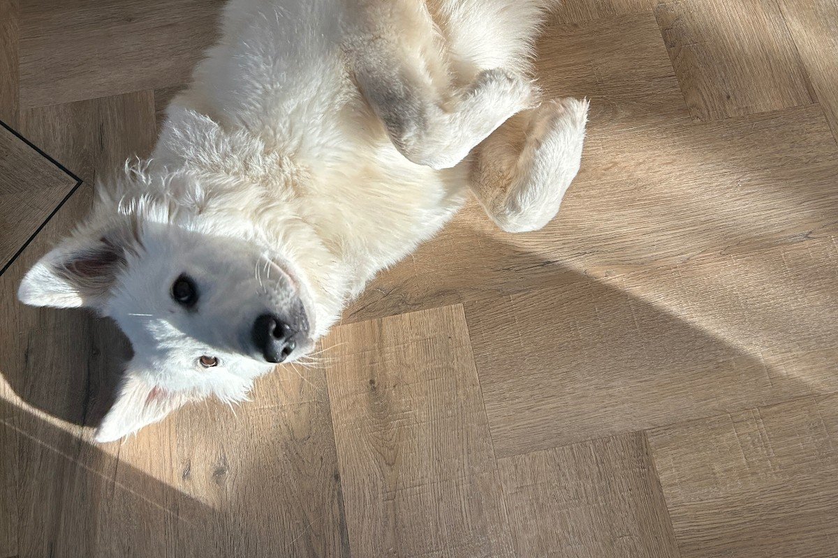 Stella