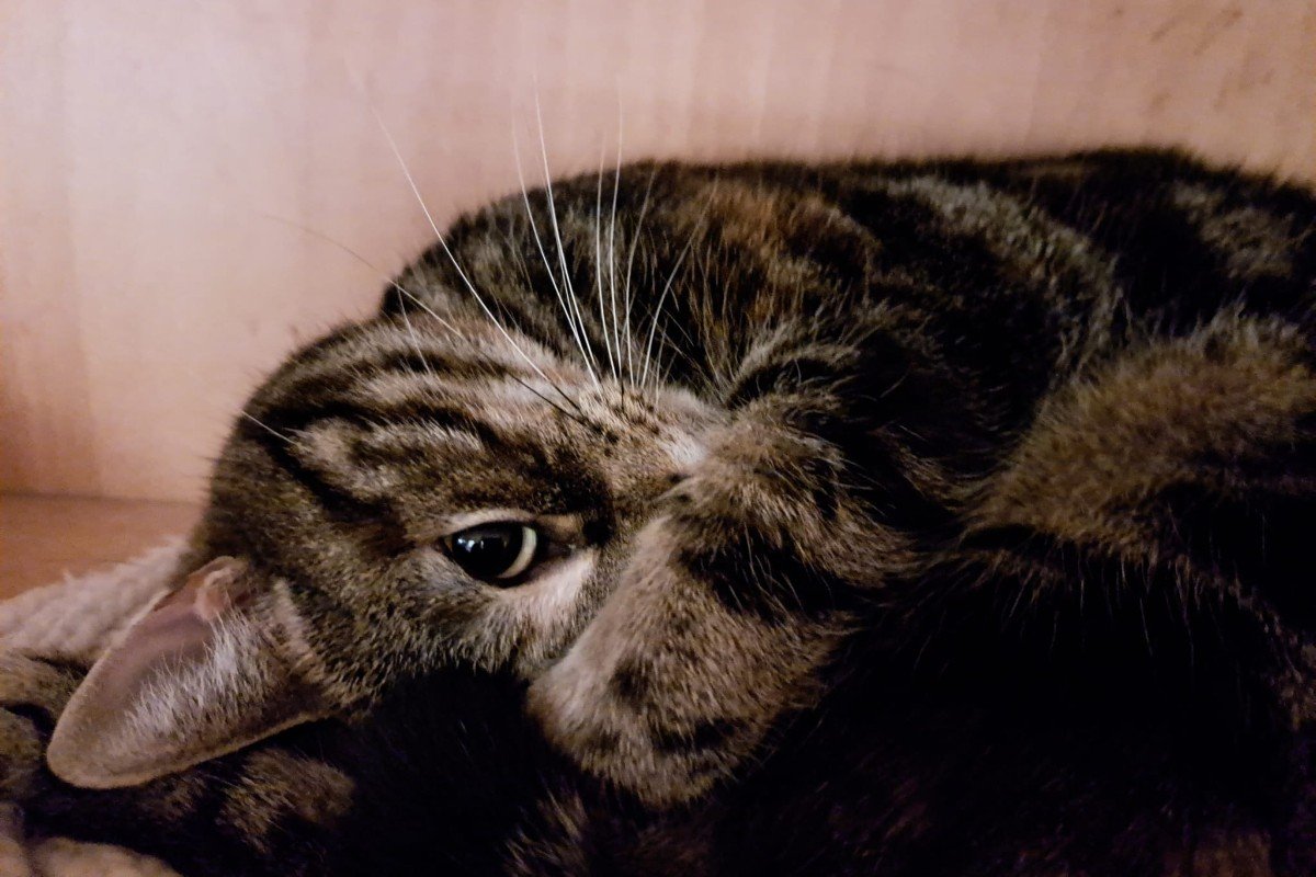 Zadie