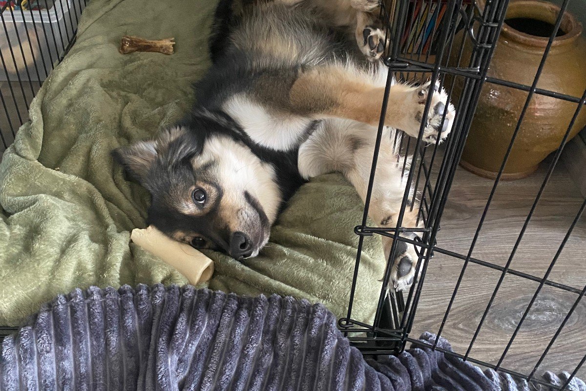 Jack