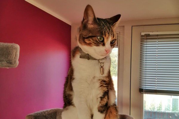 Lili