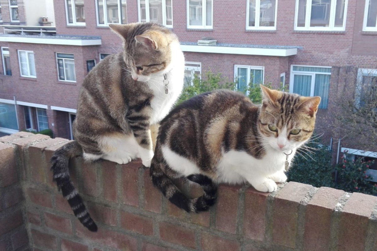 Feline