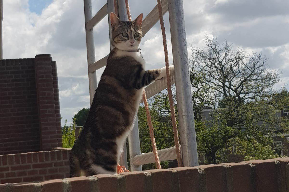 Feline