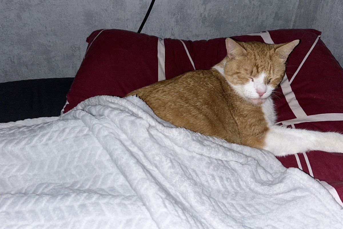 Sylvester