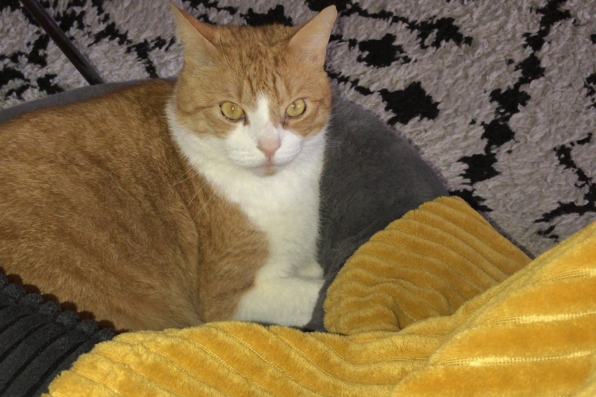 Sylvester