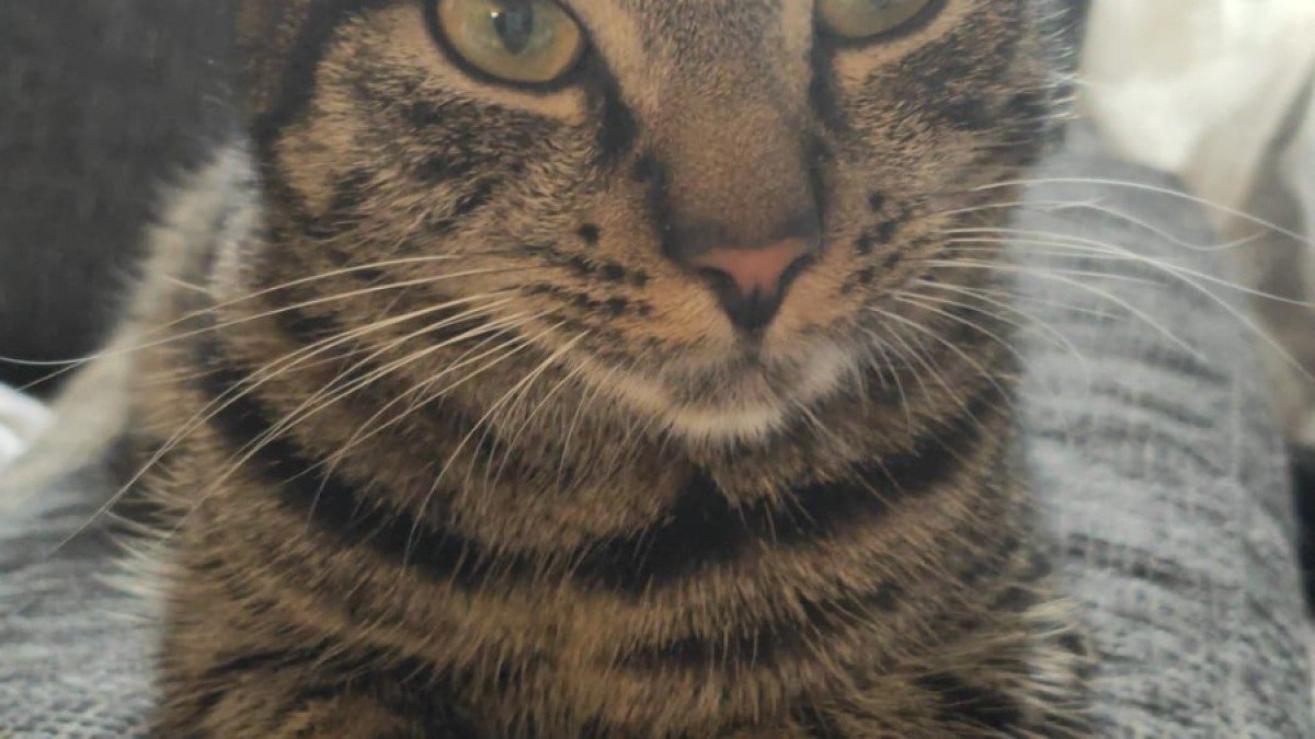 Oscar