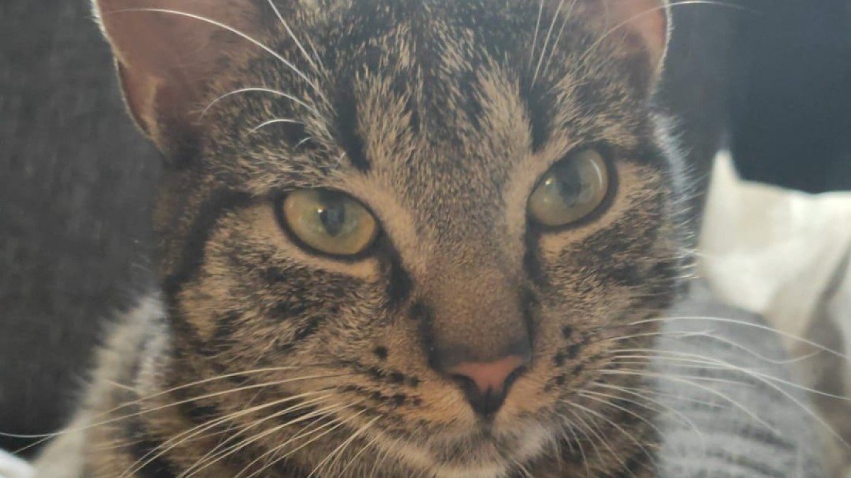 Oscar