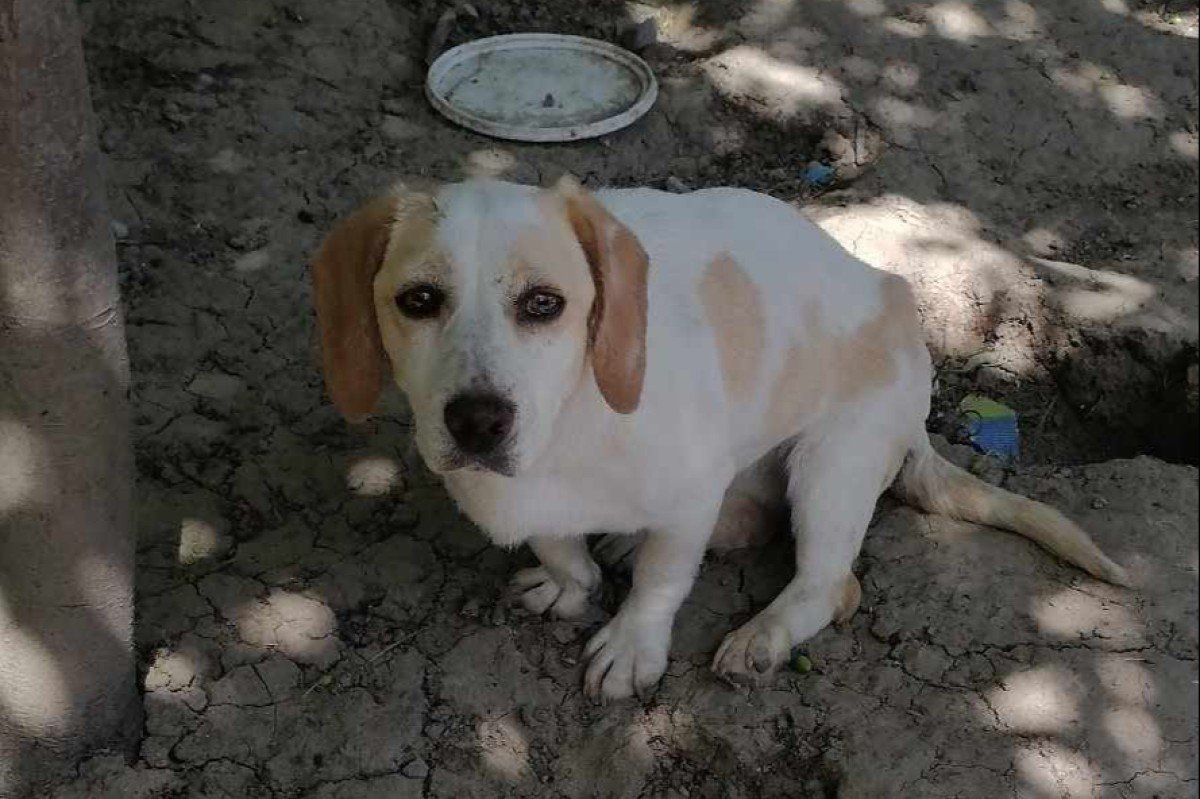 Blanca