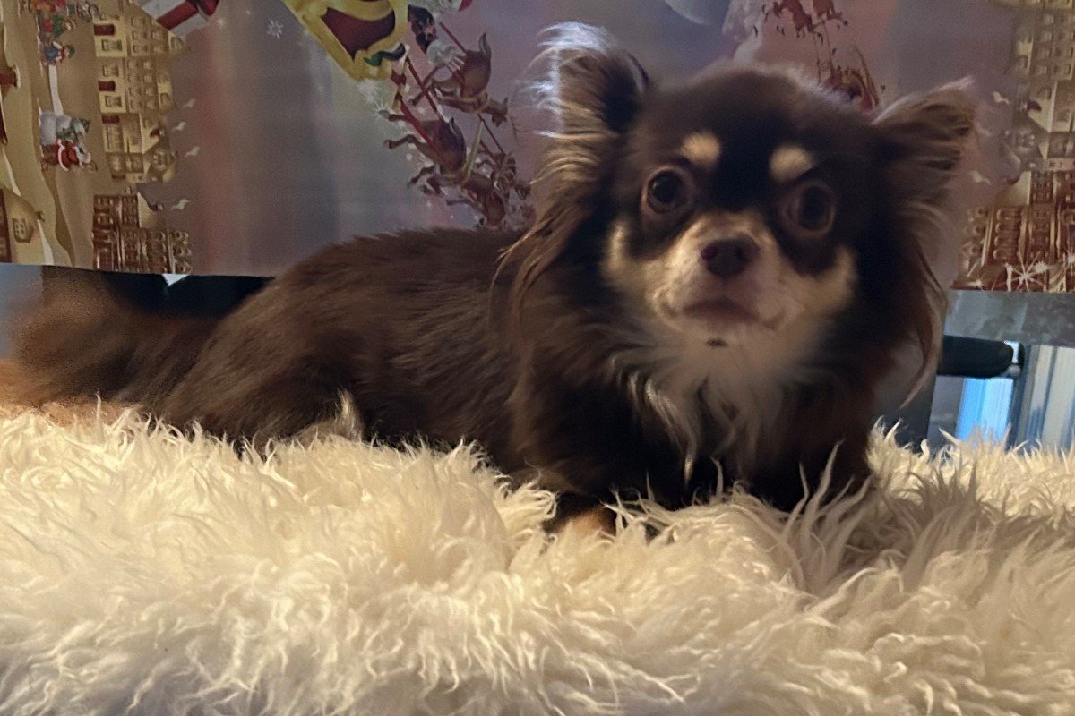 Gigi