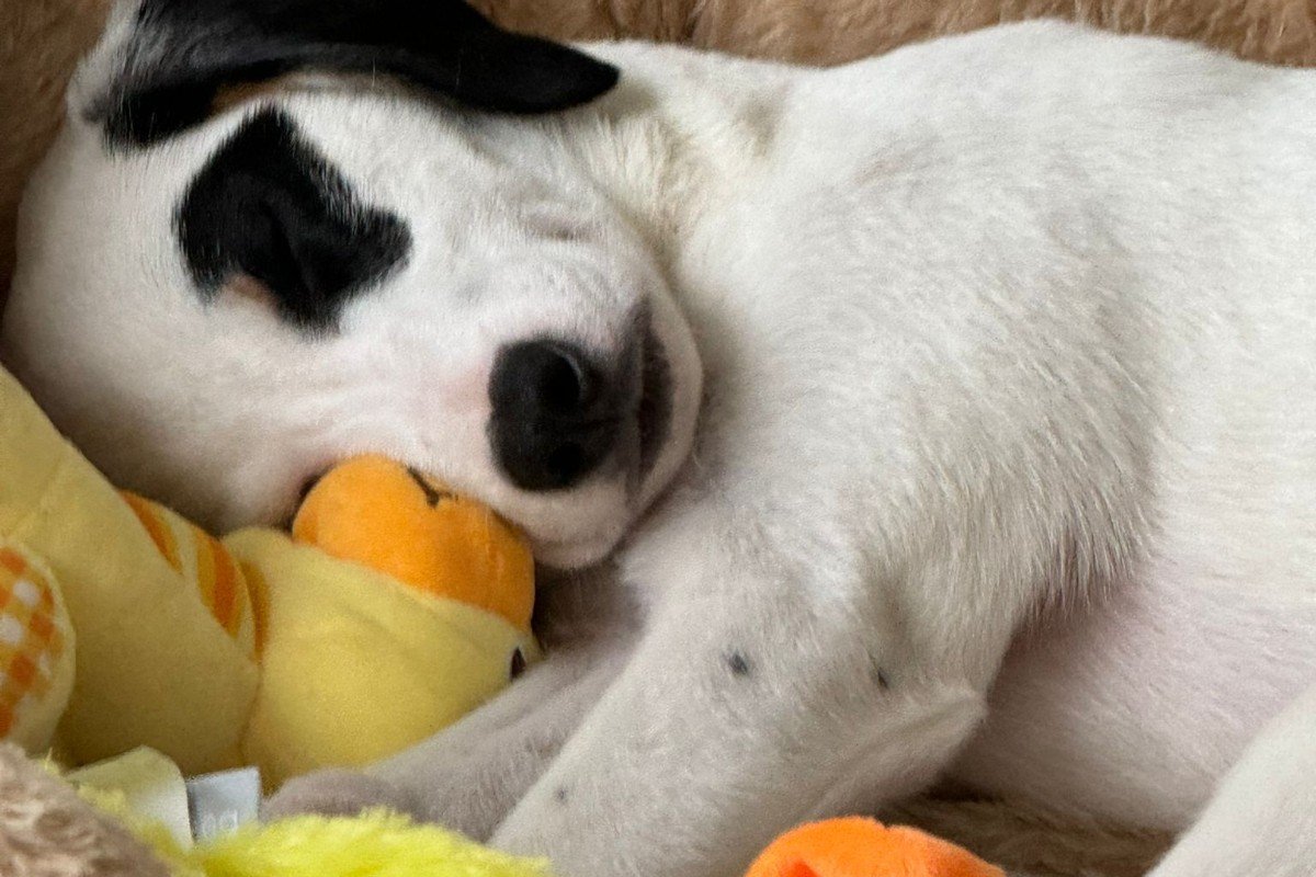 Snoopy