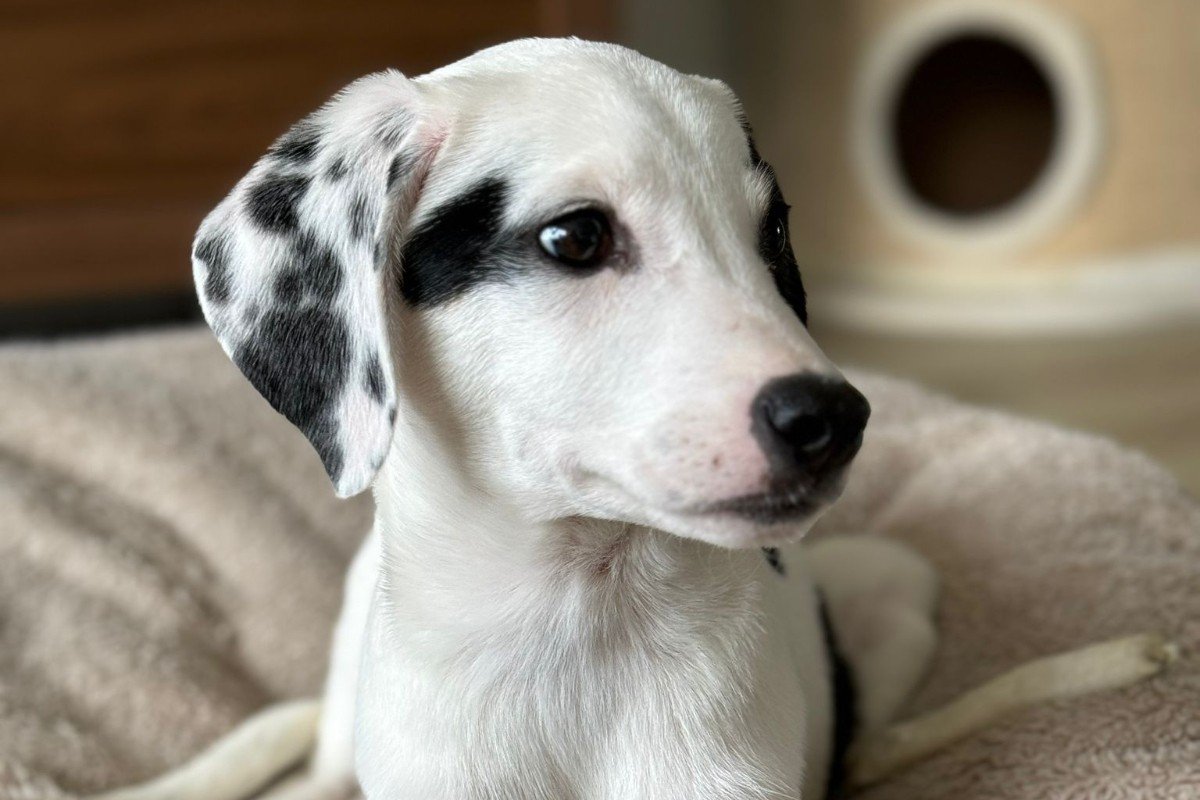Snoopy