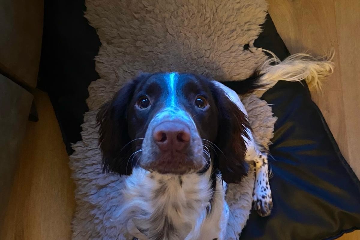 Charlie
