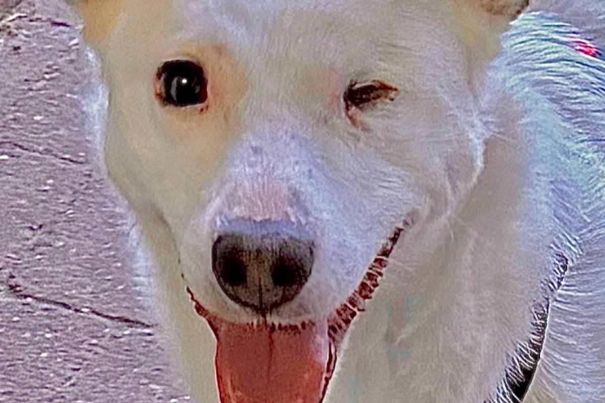 Amika