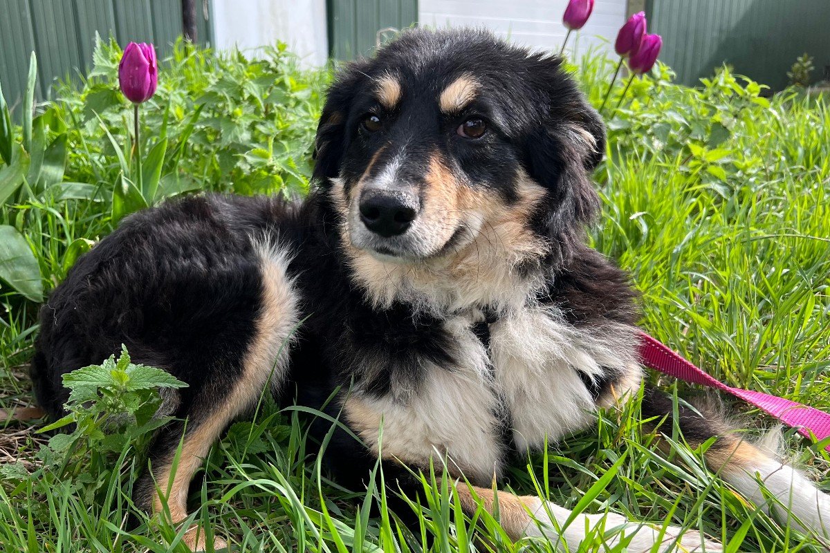 Dolly