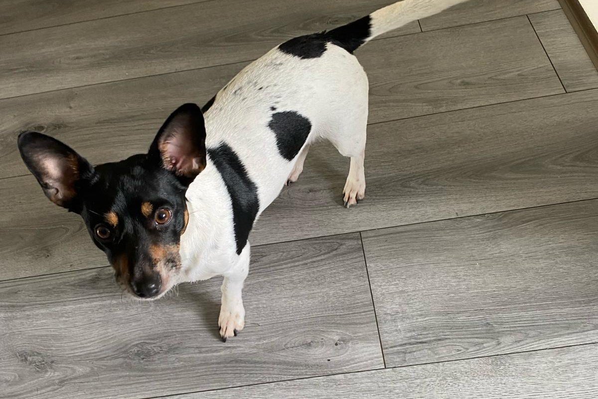Bella