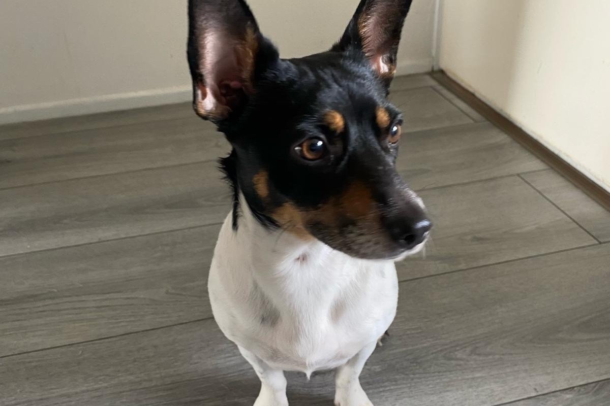 Bella