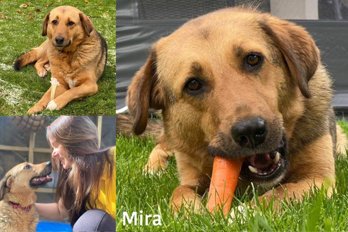 Mira