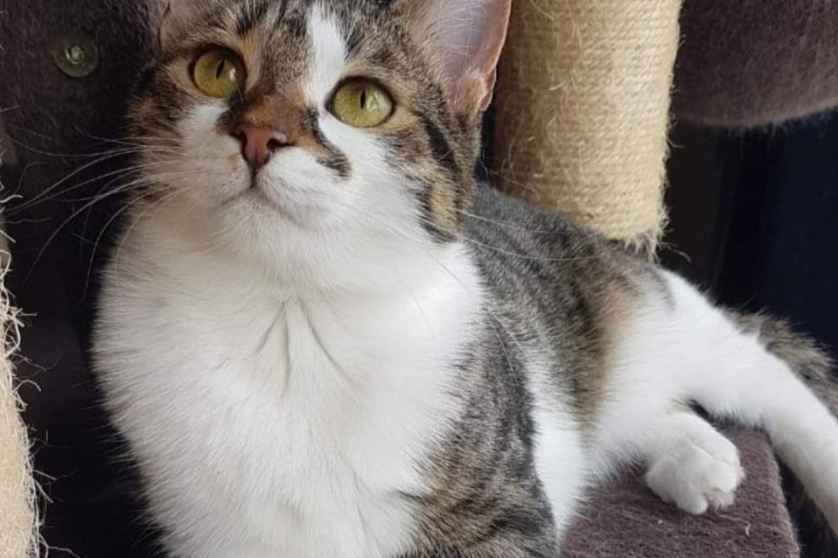 Maya