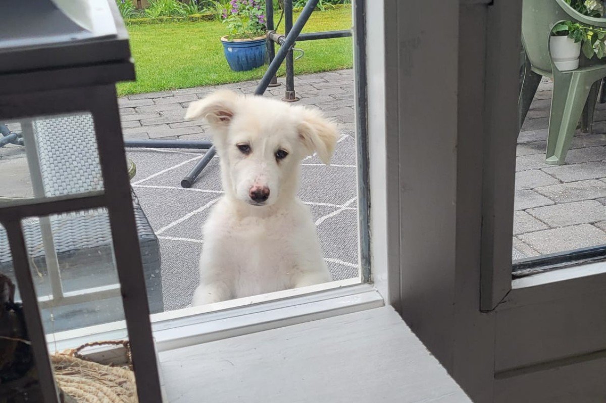Pup Violet