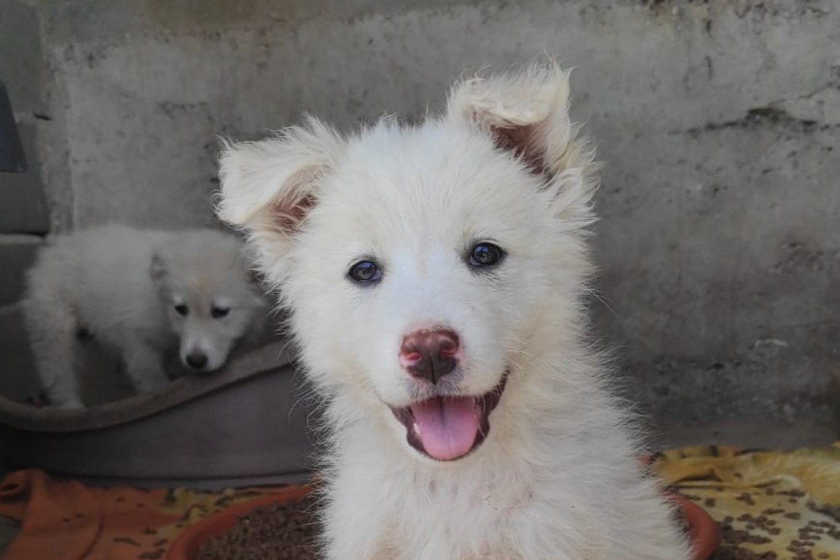 Pup Violet