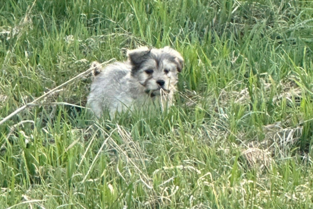 Nilo
