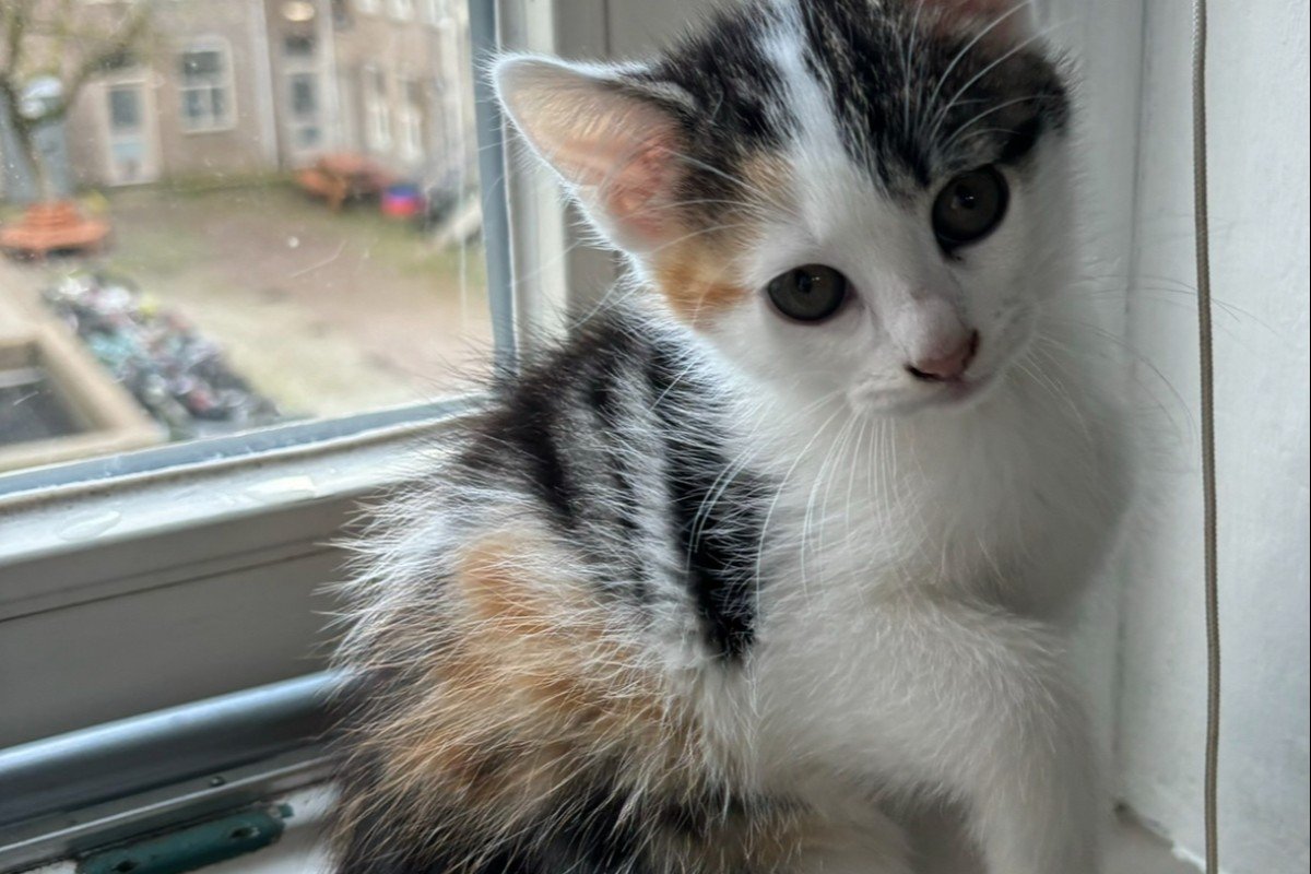 Bibi