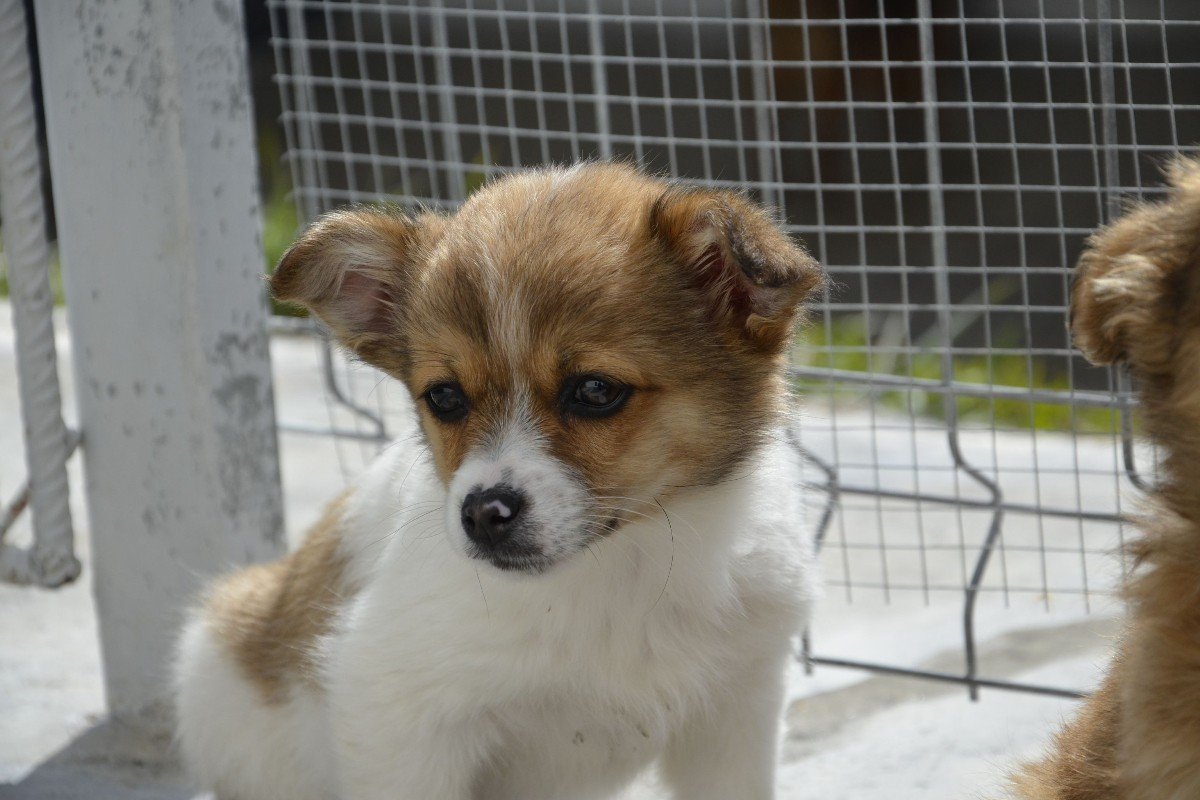 Bubu