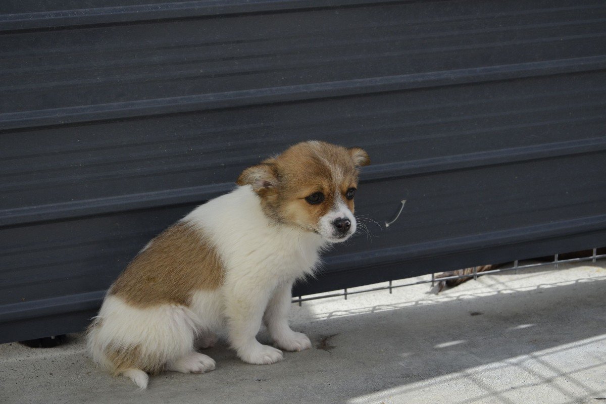 Bubu
