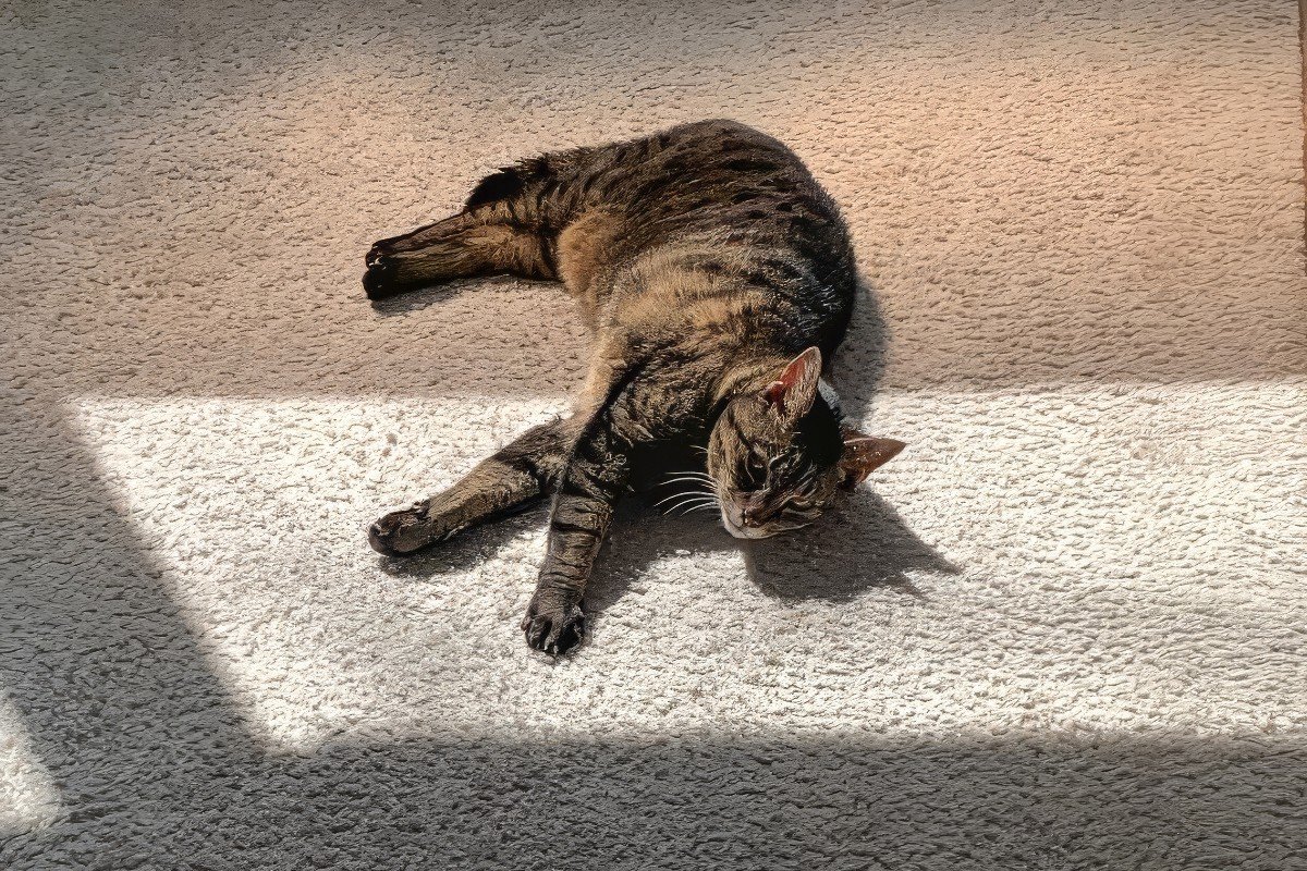 Binkie