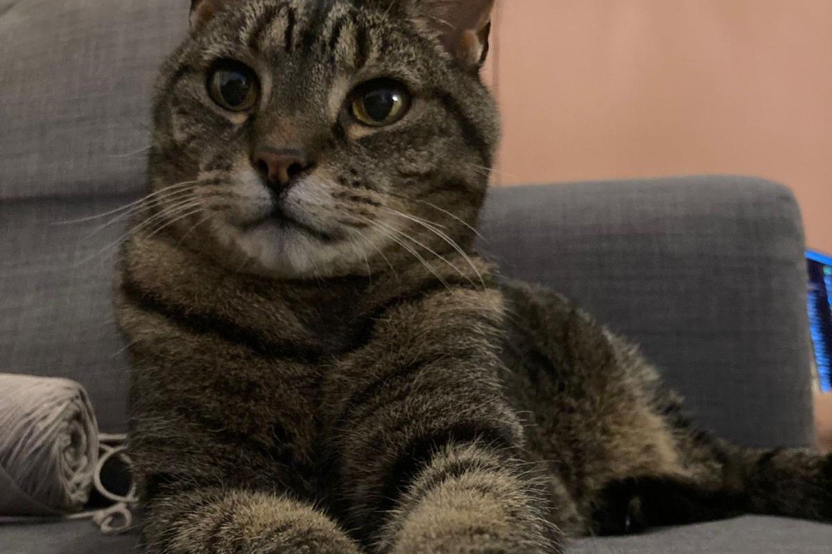Binkie