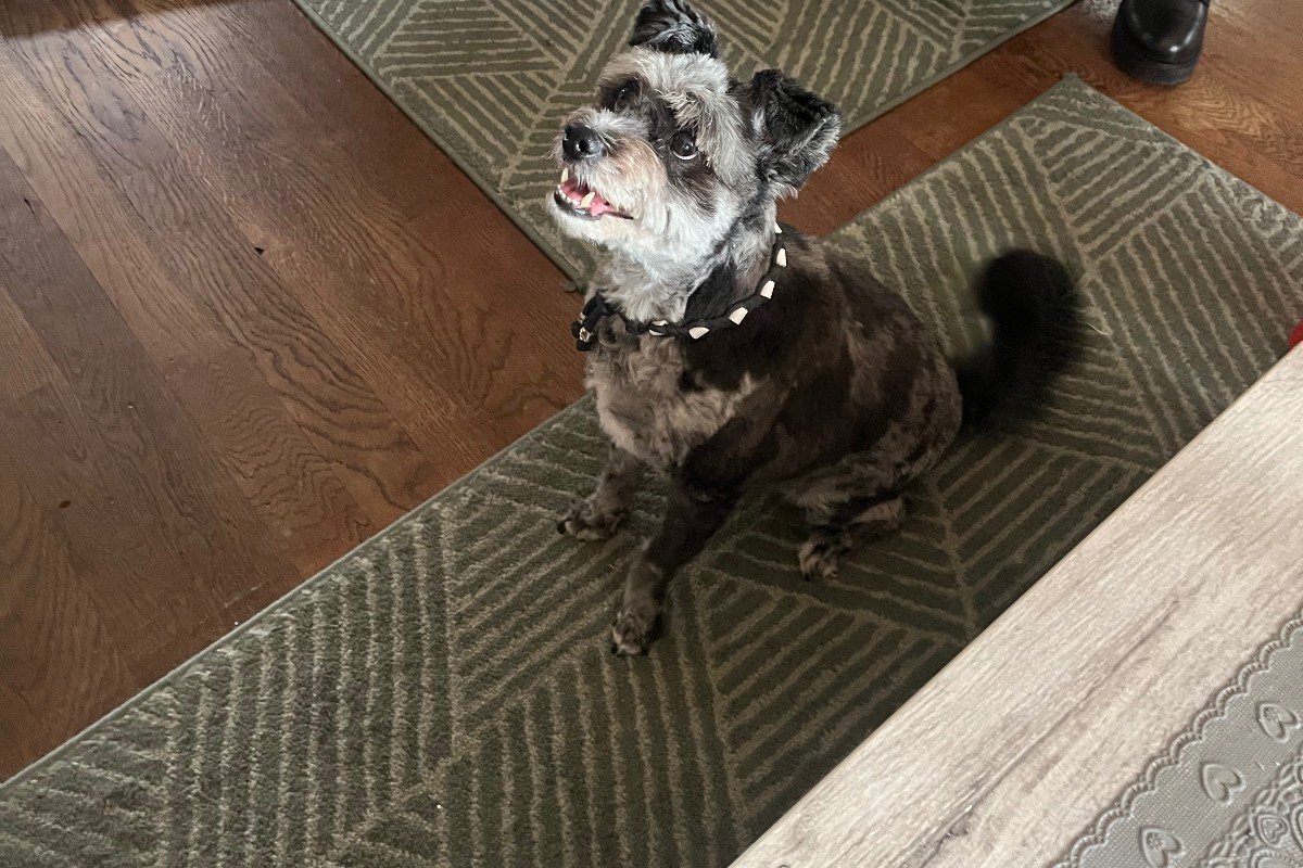 Frankie